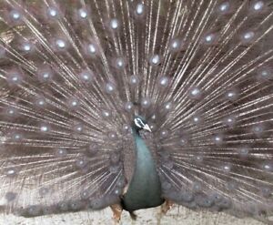 3 Bronze Black Shoulder Pied White-eyed Peacock Hatching Eggs! *NPIP*Ready Now!*