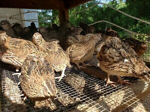 80 NPIP Jumbo Brown Pharaoh Coturnix Quail Hatching Eggs