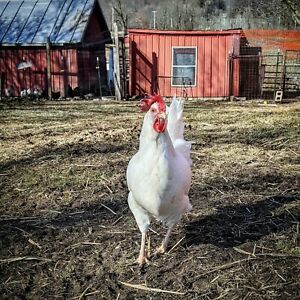 6 White leghorn hatching eggs
