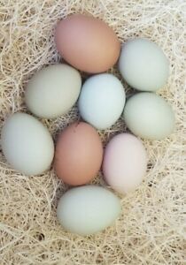 Twelve Organic EE (Easter Egger/Ameraucana) Hatching Eggs