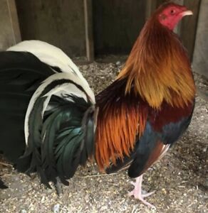 12+Gamefowl Hatching Eggs