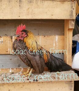 Bantam hatching Eggs - Specialty Breed mystery Mix! - 6 Eggs