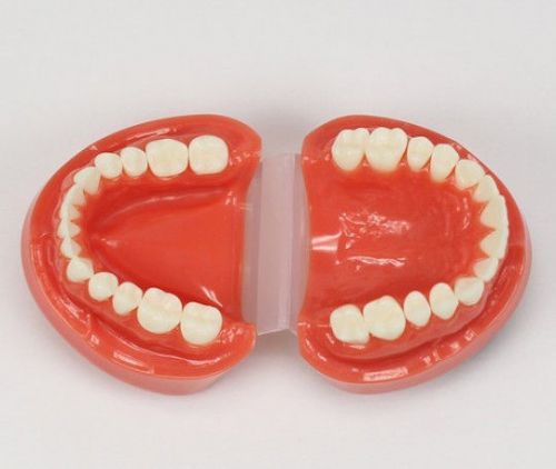 New Dental Teach Study Adult Standard Typodont Demonstration Model 1:1 #7004