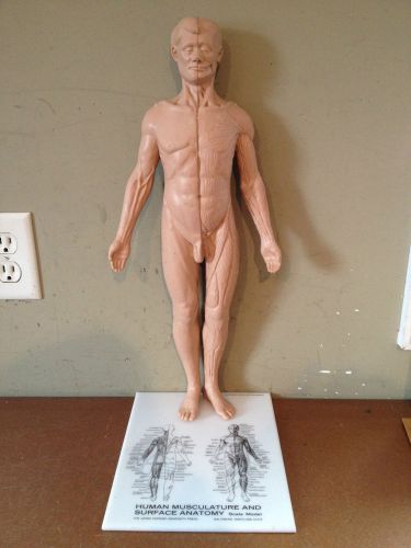 HUMAN MUSCULATURE &amp; SURFACE ANATOMY 1978 John Hopkins Educational Statue Figure