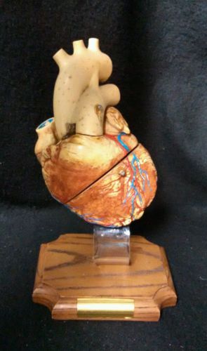 Vintage Medical Plastics Laboratory - Human Heart Anatomical Model Unique