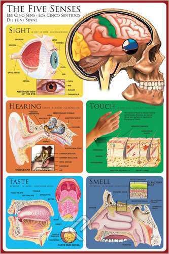 The five senses-full color human anatomical poster 24 x 36 for sale