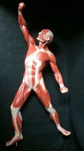 SOMSO AS3 Male Muscle Figure Torso Anatomical Model - 1/4 natural size (AS 3)
