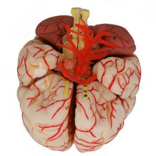 9-part medical anatomical model human brain with arteries realistic 13*14*16cm for sale