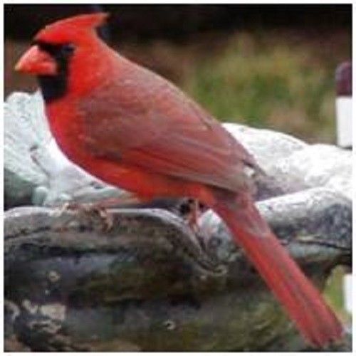 30 Custom Cardinal Personalized Address Labels