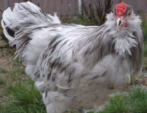 6+ TRUE AMERAUCANA hatching eggs******NPIP****Splash-Blue-White BEAUTIFUL BIRDS!