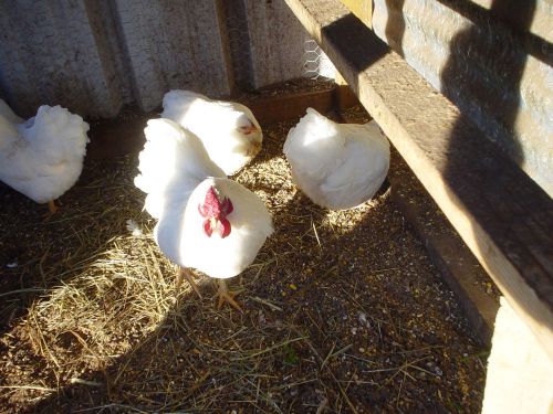 (6+) Bantam White Wyandotte hatching eggs