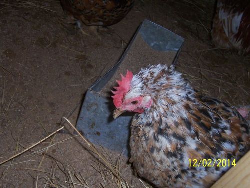 6 +  Mille Fluer D Uccle Bantam Hatching chicken eggs