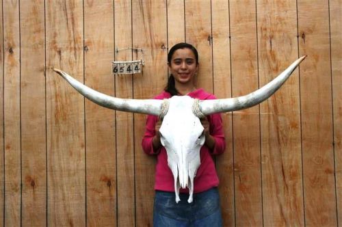 Steer skull long horns 3&#039; 11&#034; cow bull skulls horn h6544 for sale