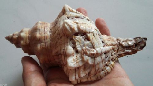 Carved Sea Shell butterfly Dragonfly Garden Hand Carved Horse Conch Shell