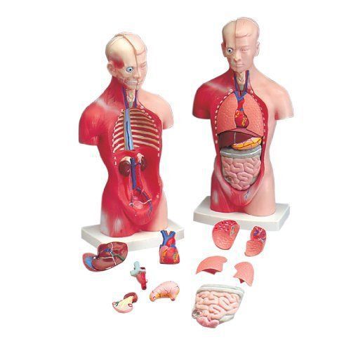 Budget Little Joe - Anatomical Torso with both Muscular and Surface Skin by Anat