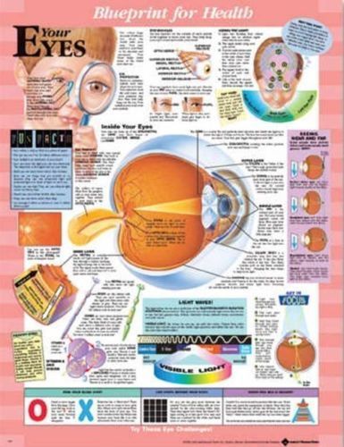 YOUR EYES (AGES 8-12), LAMINATED ANATOMICAL CHART, 20 X 26