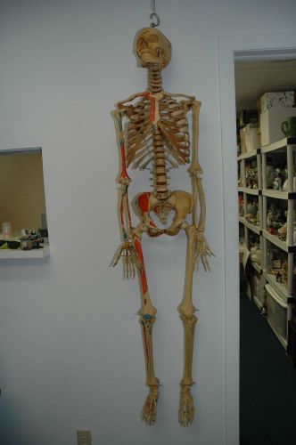MEDICAL PLASTICS LAB Life Size Human Anatomical Anatomy Skeleton