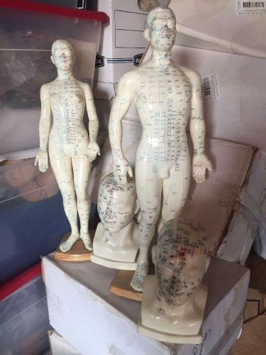 ANATOMY MANNEQUINS SERIES 18&#034; TALL ACUPUNCTURE MASSAGE MODEL W/BASE And Heads