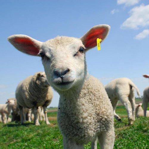 Livestock animal sheep multi ear marking tags 001-100 numbers id label yellow for sale