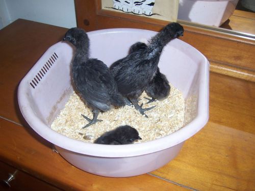 10 pure ayam cemani(5) and svart hona(5) hatching eggs for sale