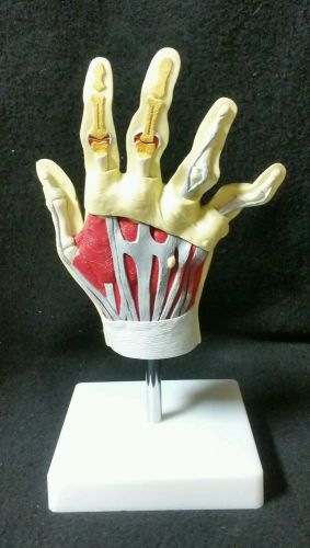 Anatomical Model Human Hand Muscles Bones Ligaments