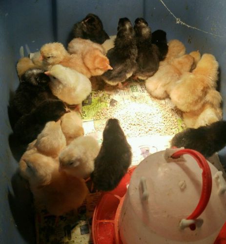 10++ barnyard mix chicken hatching eggs fertile FREE SHIPPING IN LOWER 48