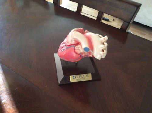 Toprol XL Heart Model on Stand