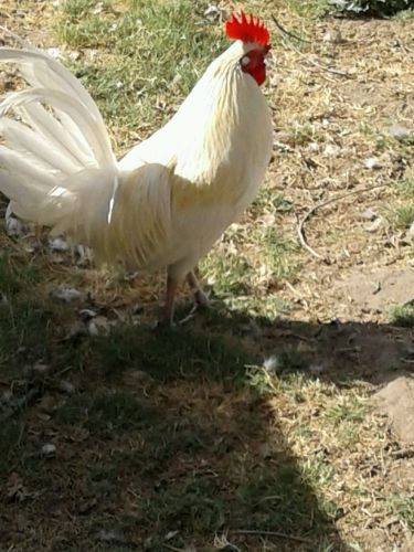 Gamefowl hatching eggs 1claretStag