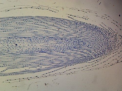 GSC International Allium Root Tip - Microscope Slide