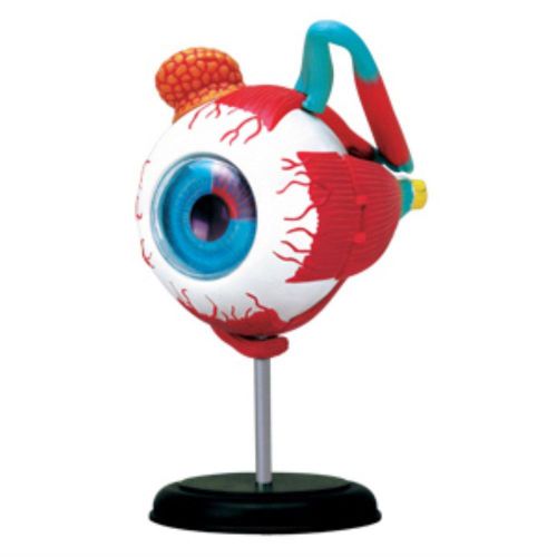 4D Human Eyeball Anatomy 3D Puzzle Model Consists of 32 Parts Educational