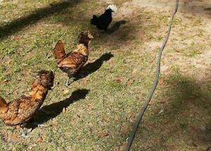 6 Golden Polish  and White Crested Black hatching eggs