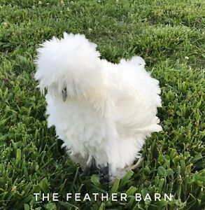 5 + 2 EXTRA EGGS SILKIE SIZZLE SHOW GIRL FERTILE HATCHING CHICKEN EGGS NPIP