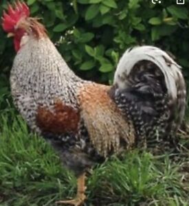 Pure Crested Cream Legbar 8+ Hatching Eggs