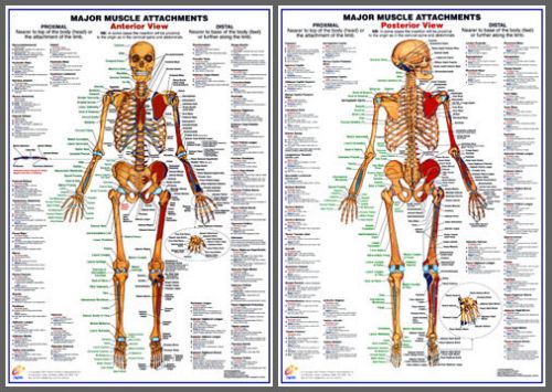 Major muscle attachments anatomy professional fitness wall charts poster set for sale