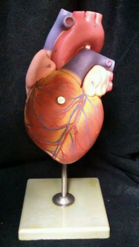 SOMSO - MS4 Giant Human Heart Anatomical Model, 2 part (MS 4)