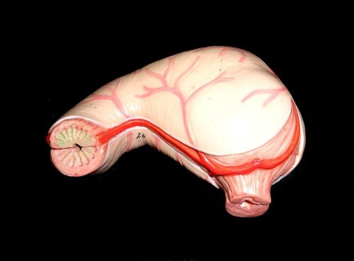 3B Scientific - Stomach Anatomical Teaching Model without Base, 2 Parts