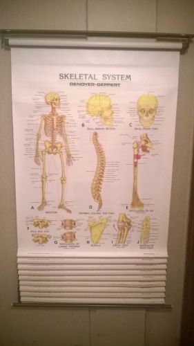 Denoyer-Gepper skeletal system