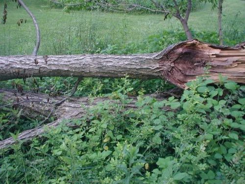 Chinese Chestnut Tree Wood