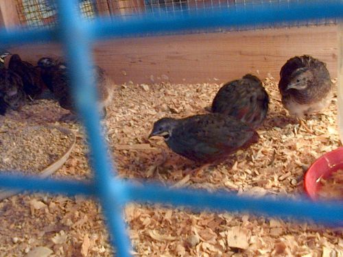 20+ Button Quail Hatching eggs all colors.