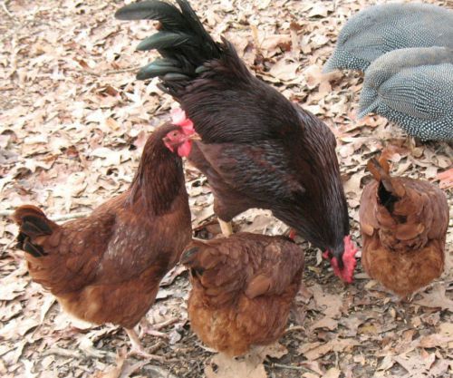 10+ Pure bred Heritage Rhode Island Red Chicken Hatching Eggs Npip