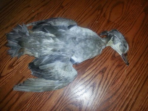 Silver Wood Duck  Drake mountable skin  for taxidermy / stuffed very rare