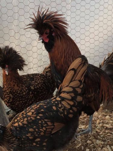 Standard Golden Laced Polish Hatching Eggs