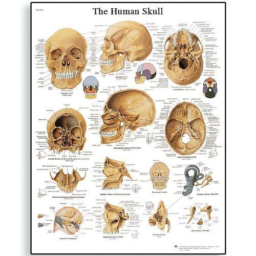 3B Scientific VR1131L Glossy Laminated Paper Human Skull Anatomical Chart  Poste