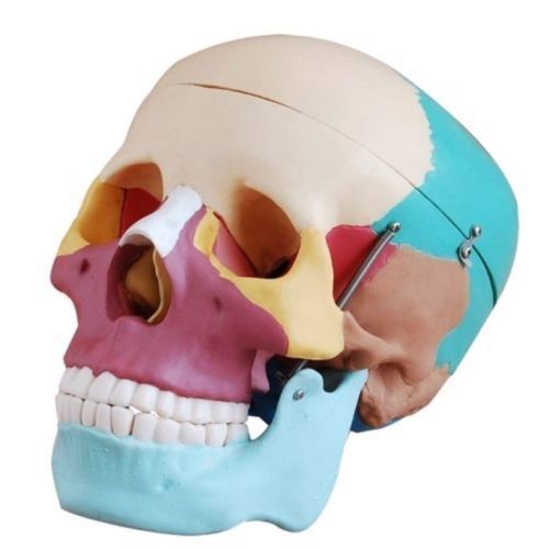 Human Skull Anatomical Anatomy Skeleton Medical Model &amp; Colored Bones Life Size