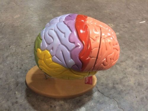 Giant Functional Brain Model Denoyer Geppert