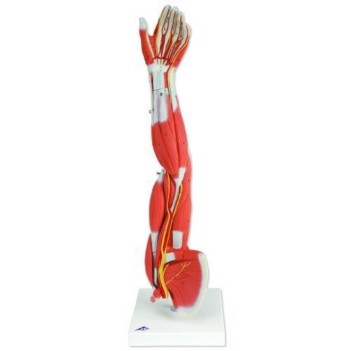 3B Scientific M10 6 Part Three-Fourths of Life Size Muscles Arm Model, 7.1&#034;