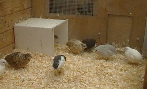 12+ Button Quail Hatching Eggs--All Colors