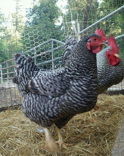 Barred Plymouth Rock Hatching Eggs, 12 eggs