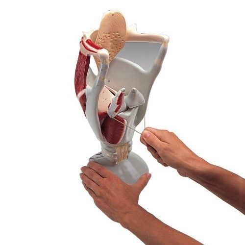 Giant Functional Larynx Human Anatomical Model