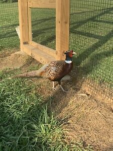 12 Ringneck Pheasant Hatching Eggs